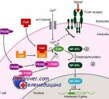 Takrolimus, kortikosteroidi in protitelesa za imunosupresijo