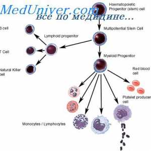 Izobraževanje limfocitov predhodniki. Lezije izvornih celic