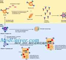 Aktivacija naravne imunosti. aktiviranje Stage prirojene imunosti