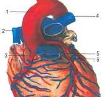 Anatomija arterijah srca