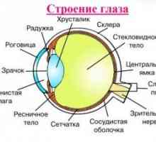 Anatomija človeškega očesa: Struktura