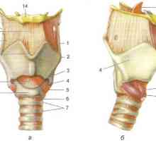 Anatomija grla