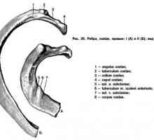Anatomija prsih: rebra