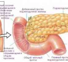 Anatomija in fiziologija človeškega črevesja