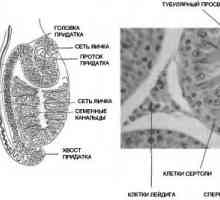 Anatomija in fiziologija moškega reproduktivnega sistema