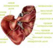 Anatomija in fiziologija človeškega jeter
