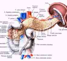 Anatomija in fiziologija trebušne slinavke