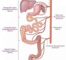 Anatomija in fiziologija človeškega želodca