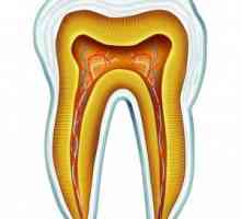 Anatomija in razvoj človeških zob