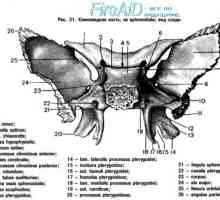 Anatomija: sfenoidalni