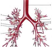 Anatomija velikega bronhijev