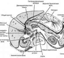 Anatomija trebušne slinavke