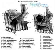 Anatomija: maxilla