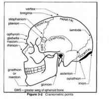 Anatomija zunanji površini lobanje. Craniometrical točka (zunanji mejniki)