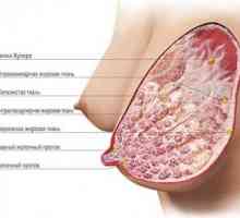Anatomija ženske prsi