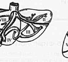 Anatomsko in fiziološko informacije o jetrih