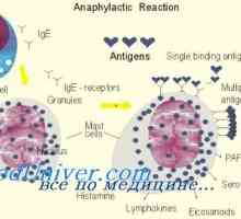 Antigen predstavitvena funkcija dendritičnih celic z imunomodulatorjev. Učinek imunomodulator na…