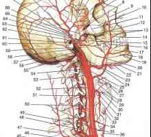 Arterijami glave in vratu. Žile First Division