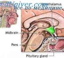 Stimulacija hipotalamusu. Funkcija limbični sistem nagrajevanja