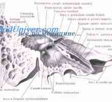 Avtonomni živčni sistem zarodka. Parasimpatičnega živčnega sistema zarodka