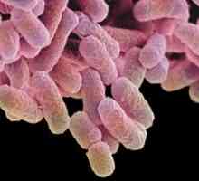 Bakterijski gastroenteritis: simptomi, zdravljenje