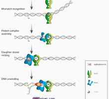 Družinski proteini mutl, mutS in cdk v razvoju jajčnih celic. mutacije