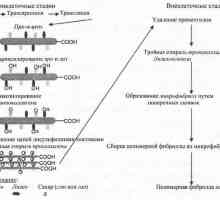 Biosinteza kolagena. Izmenjava bakra (Cu)