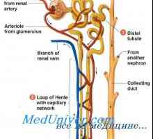 Tlak v ledvičnega parenhima. Presorski mehanizmi natriurezo in diureze