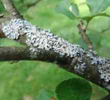 Bolezni debla in veje sadnih dreves in njihovo preprečevanje