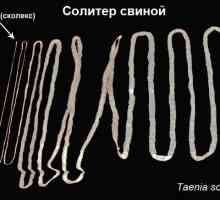 Cestodi trak črvi (pajkovci, helminti) pri ljudeh, simptomih in zdravljenju
