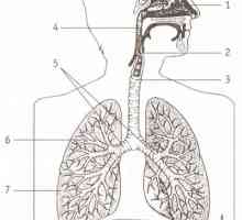 Kaj je odgovoren za čiščenje in odvajanje dihal