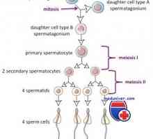 Spermatogeneza cikel. Koliko časa je zrel sperma?