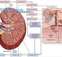 Prekrvavitve tkiv. Nastanek in rast novih krvnih žil