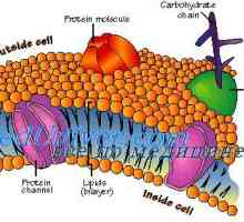 Celične membrane. Struktura celične membrane