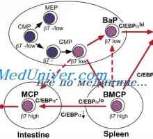 Razlikovanje celic T in B. Citokini inducira diferenciacijo celic Th1 tip I tipa interferona (IFN-a)
