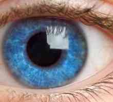 Dinamika rasti in razvoja človeškega očesa