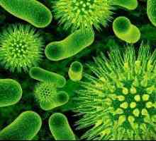 Dysbacteriosis kolona, ​​tankega črevesa in danke