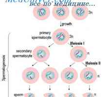 Ureditev spermatogeneze. sperma zorenje