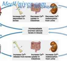 Učinek obščitničnega hormona v črevesju. Ureditev izločanje obščitnic hormona