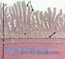 Pred rojstvom razpok membran. Prenatalna diagnoza pretrganja membran.