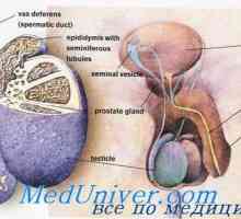 Sperma gibanje moškega genitalnega trakta. sperma zorenje