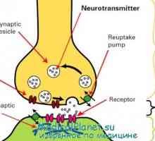 Fiziologija živčnih sinaps. anatomija iz sinapse
