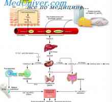Fiziologija vitamina d. Vpliv in vloga vitamina D