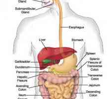 Fiziologija gastrointestinalnega trakta. Aktivnost motorja gastrointestinalnega trakta