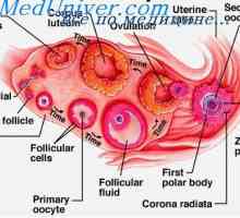 Folikularnih celic. Fiziologija folikularnih celic