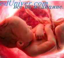 Oblika telesa v zgodnji zarodek. telesni zarodkov zavoji