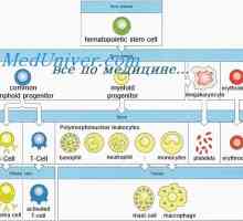 Oblikovanje imunitete v plod. pri novorojenčku limfopoietično
