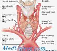 Formacija (Embriologija) ščitnice in njegovo anatomijo