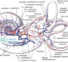Oblikovanje zarodka mišic vratu. Razvoj ploda mišic glave