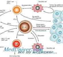 Formacija NK-fetalni imunske celice. T-limfocitni funkcijski imunost